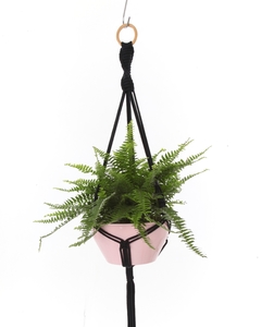 Hanger Samambaia Preto + Cachepot Rosa