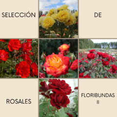 13- Selección Floribundas II - comprar online