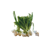 MEXICAN SPRING ONIONS KG