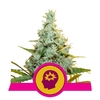 AMG X3-ROYAL QUEEN SEEDS