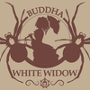 WHITE WIDOW X3-BUDDHA SEEDS