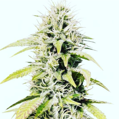 COOKIES AND CREAM - CRAZY LADY SEEDS - comprar online