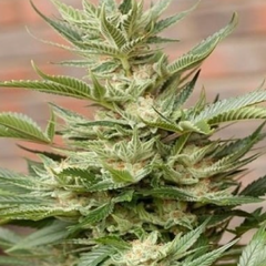 MOBY DICK - CRAZY LADY SEEDS - comprar online