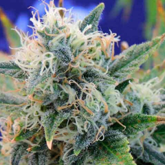 GIRL SCOUT COOKIES - CRAZY LADY SEEDS - comprar online