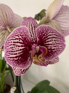 Imagen de PHALAENOPSIS sin flor