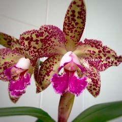 Cattleya Blc. Durigan Cruzeiro do Sul - SIN FLOR en internet