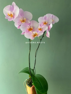 PHALAENOPSIS 2 varas - comprar online