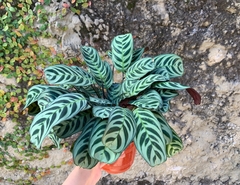 CALATHEA BURLE MARX - comprar online