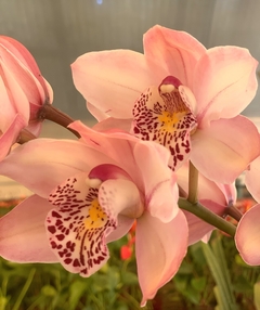 Imagen de CYMBIDIUM 3 varas