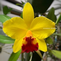 Cattleya Pot. Little Toshie H&R - SIN FLOR en internet