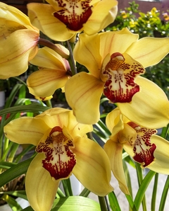 CYMBIDIUM 3 varas - comprar online