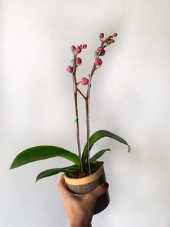 Imagen de PHALAENOPSIS BABY + maceta