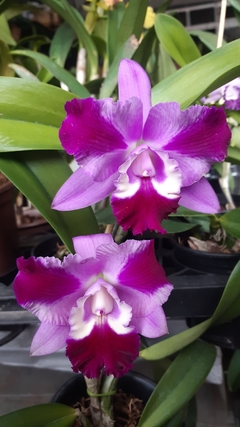 CATTLEYA MINI SONG PETITE - Mediana - sin flor - comprar online