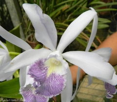 CATTLEYA DOMINIANA COERULEA - - comprar online