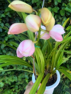 CYMBIDIUM 3 varas - tienda online