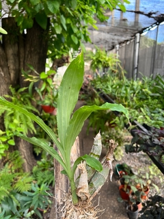 CATASETUM FIMBRIATUM - sin flor