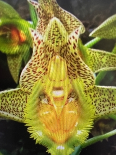 CATASETUM FIMBRIATUM - sin flor - comprar online