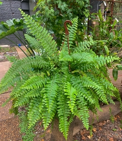 HELECHO SERRUCHO (Nephrolepsis cordifolia)