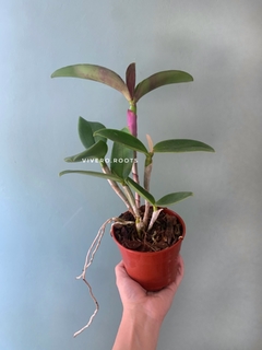 Cattleya Blc. Durigan Cruzeiro do Sul - SIN FLOR