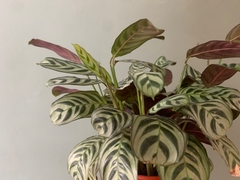 CALATHEA BURLE MARX - comprar online