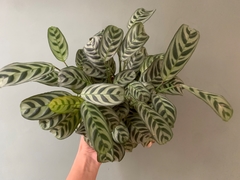 CALATHEA BURLE MARX