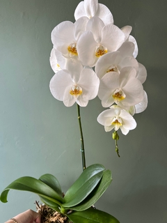 Imagen de PHALAENOPSIS Monster XXL