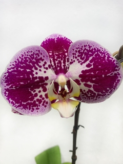 PHALAENOPSIS 2 varas - tienda online