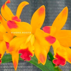 Cattleya Blc Tropical Trick - SIN FLOR - Vivero Roots