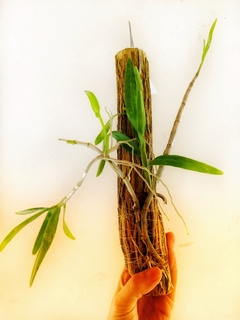 DENDROBIUM NOBILE - Tronquito - Vivero Roots