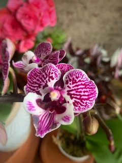 PHALAENOPSIS BABY sin flor en internet