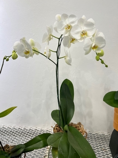 PHALAENOPSIS Monster XXL - comprar online