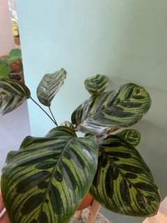 CALATHEA MACOYANA - grande