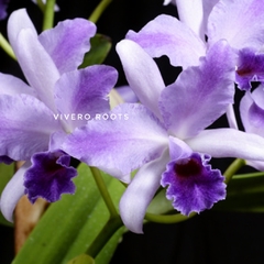 Cattleya Blc. Mary Elizabeth Bohn - SIN FLOR - Vivero Roots