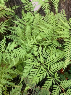 HELECHO PTERIS