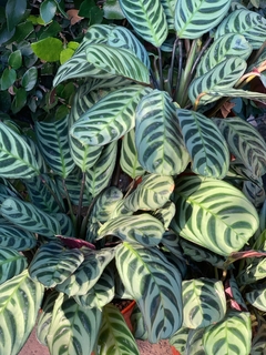 CALATHEA BURLE MARX en internet