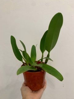 Cattleya Pot. Little Toshie H&R - SIN FLOR - comprar online