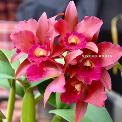 Cattleya Lc Suzuki's Red Star- SIN FLOR - comprar online