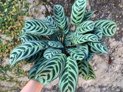 CALATHEA BURLE MARX - tienda online