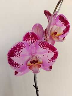 PHALAENOPSIS 1 vara - tienda online