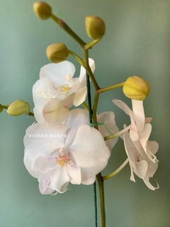 PHALAENOPSIS sin flor - comprar online