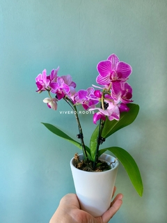 PHALAENOPSIS BABY sin flor