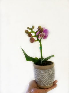 PHALAENOPSIS BABY + maceta - tienda online