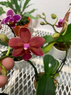 PHALAENOPSIS BABY sin flor - Vivero Roots