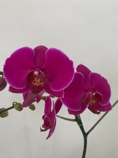 PHALAENOPSIS sin flor