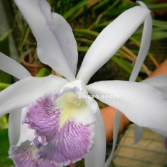 CATTLEYA DOMINIANA COERULEA - - Vivero Roots