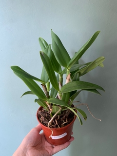 Cattleya Blc. Mary Elizabeth Bohn - SIN FLOR