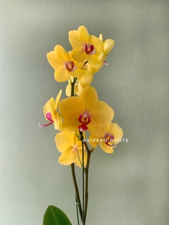 PHALAENOPSIS 2 varas