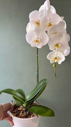 PHALAENOPSIS Monster XXL