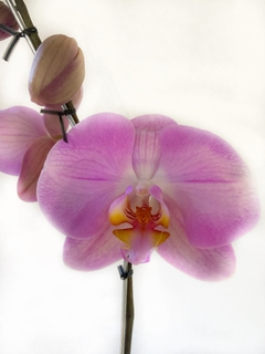 Imagen de PHALAENOPSIS 2 varas