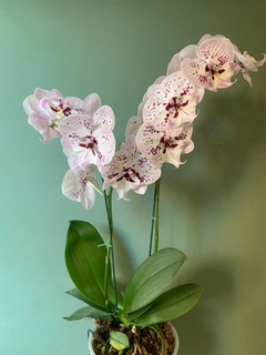 Imagen de PHALAENOPSIS 2 varas